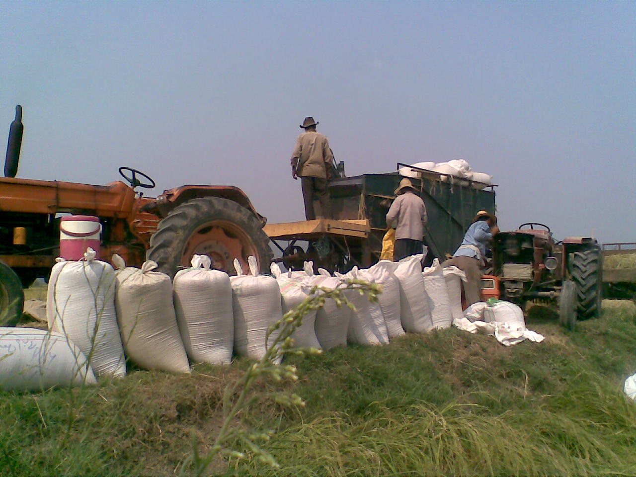 برداشت شلتوک