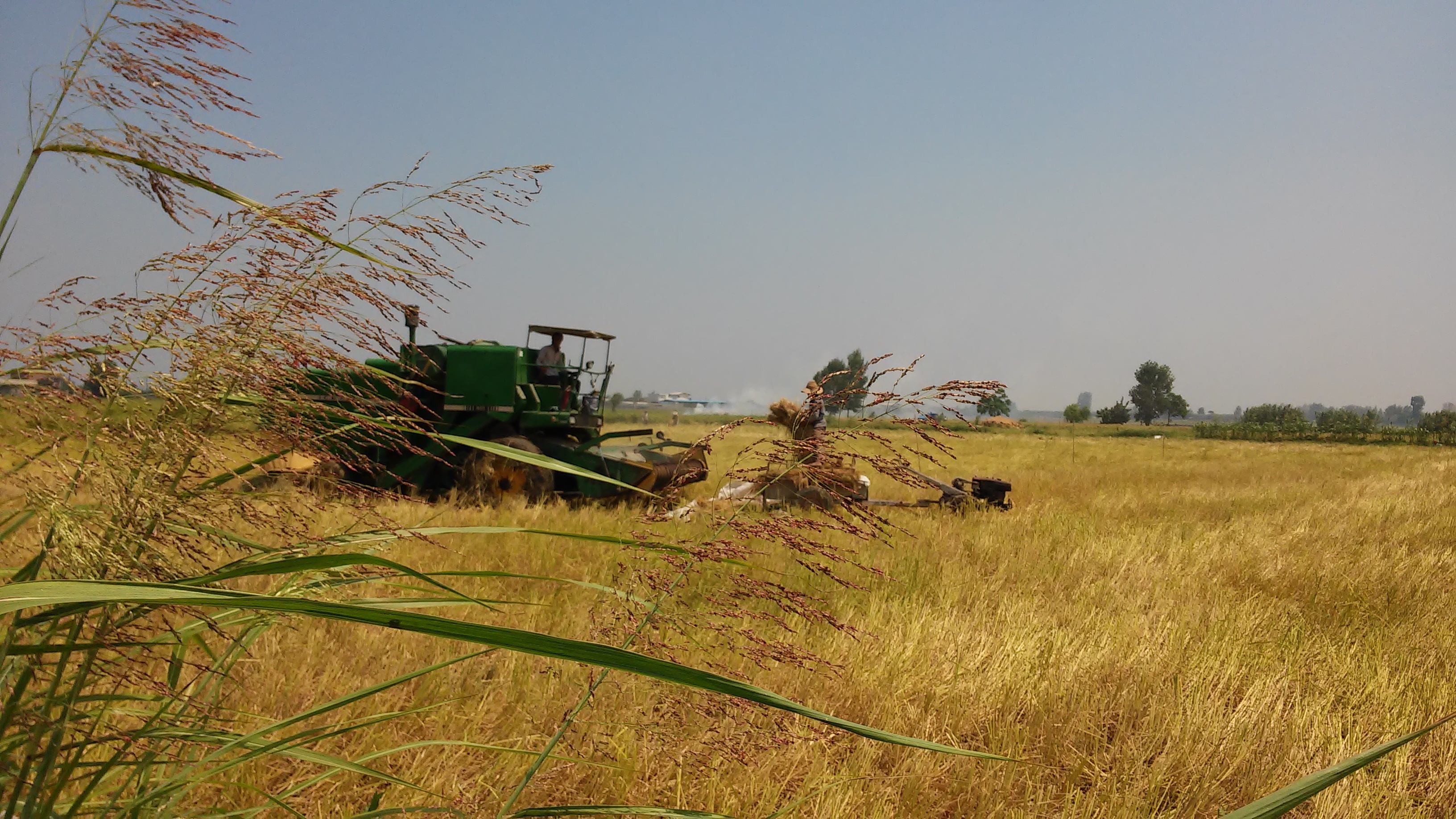 برنج را طبیعی و سالم مصرف نماییم
